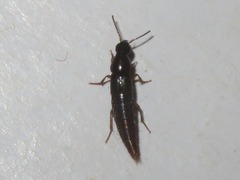 Quedius maurorufus