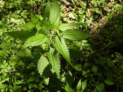 Urtica fissa