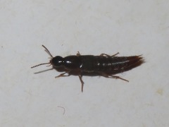 Quedius maurorufus