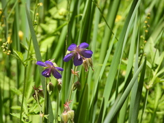 Geranium pratense