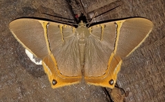 Phrygionis polita