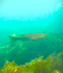 Olisthops cyanomelas