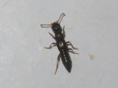 Rugilus rufipes