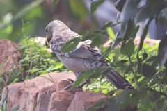 Chlamydera nuchalis