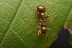 Synemosyna formica