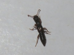 Rugilus rufipes