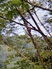 Melanerpes