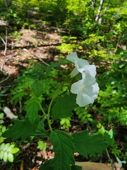 Varronia serrata