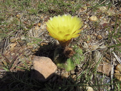 Parodia ottonis