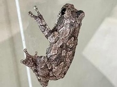 Chiromantis xerampelina