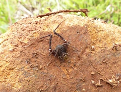 Gonyleptidae