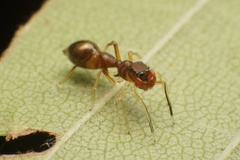 Synemosyna formica
