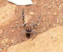 Phoneutria nigriventer