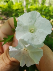 Varronia serrata