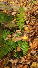 Polystichum braunii image