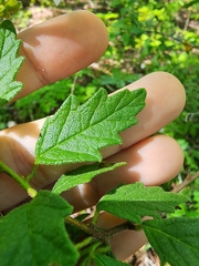 Varronia serrata