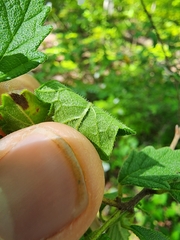 Varronia serrata