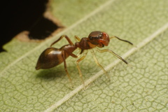 Synemosyna formica