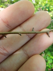 Varronia serrata