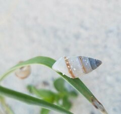 Bulimulus guadalupensis