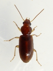 Bradycellus rupestris