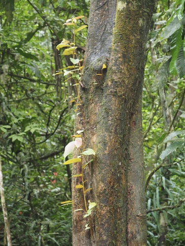 Luehea seemannii