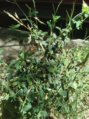 Sida rhombifolia