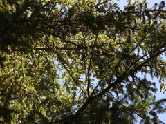 Picea crassifolia