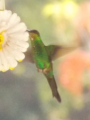 Thalurania glaucopis