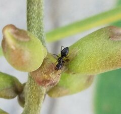 Nylanderia bourbonica