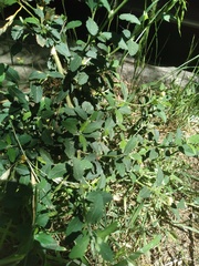 Sida rhombifolia
