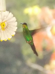 Thalurania glaucopis