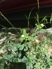 Sida rhombifolia