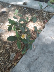 Sida rhombifolia