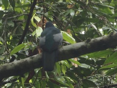 Trogon massena
