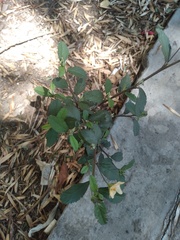 Sida rhombifolia