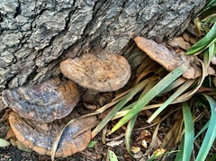 Ganoderma resinaceum