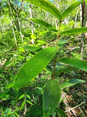 Malpighia suberosa