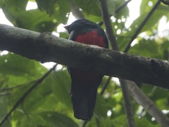 Trogon massena
