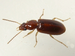 Bradycellus rupestris