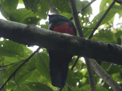 Trogon massena