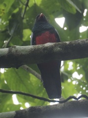 Trogon massena