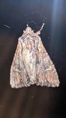 Mniotype occidentalis