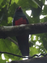 Trogon massena