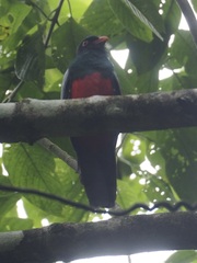 Trogon massena