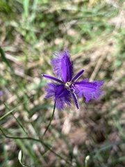 Thysanotus