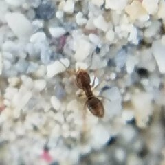 Brachymyrmex obscurior