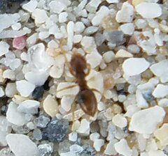 Brachymyrmex obscurior