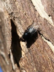 Australophyra rostrata