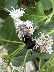 Copestylum marginatum